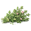 Thyme