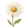 Chamomile