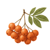 Rowanberry
